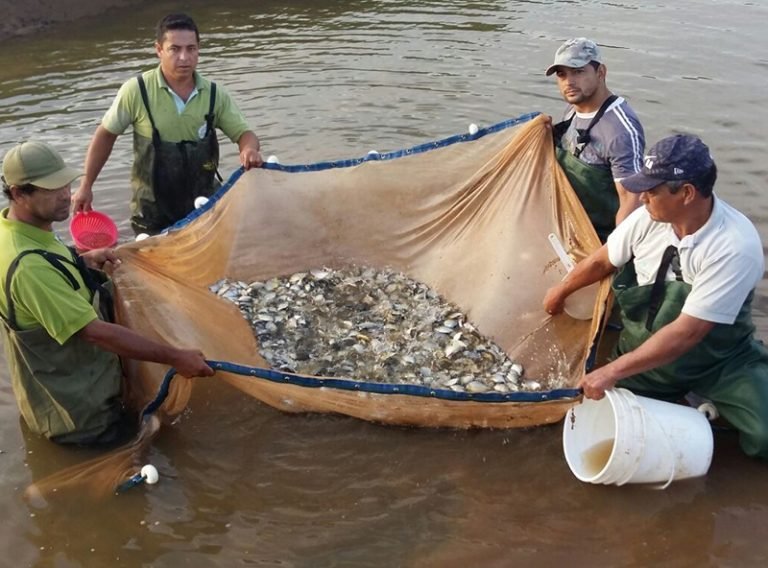 Yacyretá entregó alevines a piscicultores de Nueva Alborada