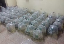 Desarrollan piscicultura como rubro alternativo en Caazapá