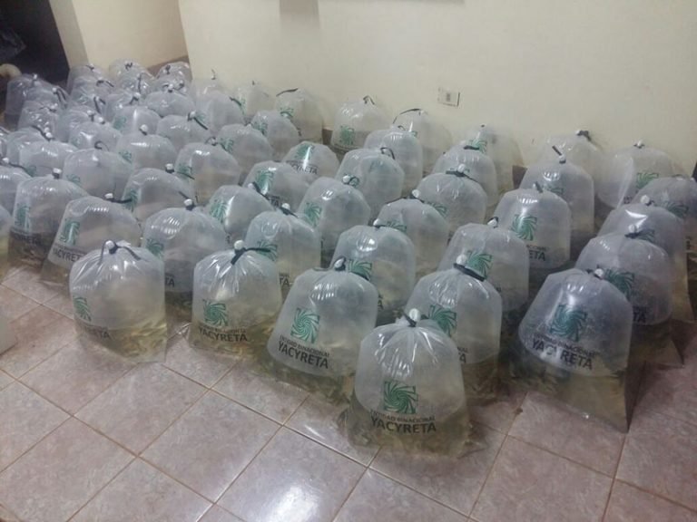 Desarrollan piscicultura como rubro alternativo en Caazapá