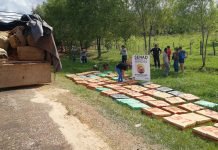 Más de 1700 kilos de marihuana incautó la SENAD en Itapúa