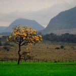 Concurso internacional para publicaciones periodísticas sobre la vida silvestre y el turismo sostenible