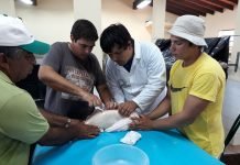 Exitosa reproducción de salmón en estación de piscicultura de la EBY