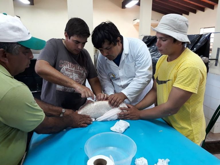 Exitosa reproducción de salmón en estación de piscicultura de la EBY