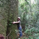 Comienza la aventura de 9 días para encontrar al árbol más grande del Paraguay