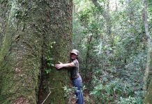 Comienza la aventura de 9 días para encontrar al árbol más grande del Paraguay