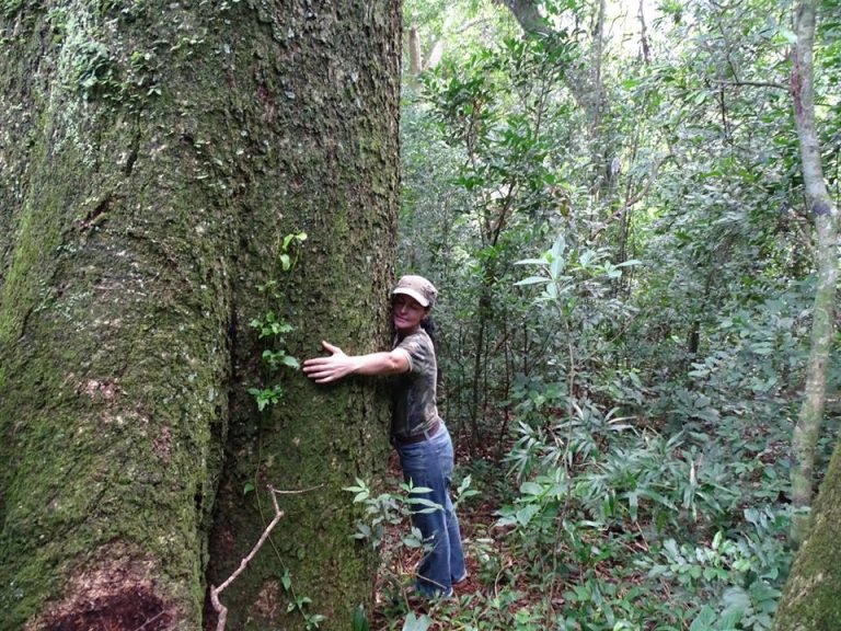 Comienza la aventura de 9 días para encontrar al árbol más grande del Paraguay