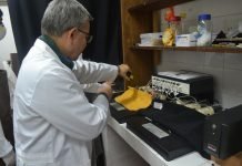 Posibles propiedades del ñuati pytâ como medicina alternativa para hipertensos