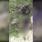 Cruel mal trato animal derivó en la muerte de un can