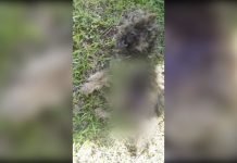 Cruel mal trato animal derivó en la muerte de un can