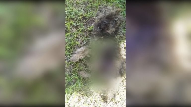 Cruel mal trato animal derivó en la muerte de un can