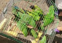 Ministerio del Ambiente rescata animales silvestres del mercado de San Lorenzo