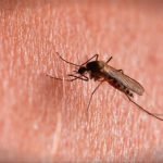 Se completaron once semanas sin casos de dengue en el país