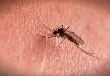 Se completaron once semanas sin casos de dengue en el país