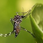 Hay condiciones para epidemia de dengue