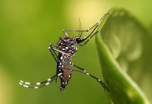 Hay condiciones para epidemia de dengue
