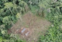 Marihuaneros siguen depredando el Parque Nacional de Caazapá