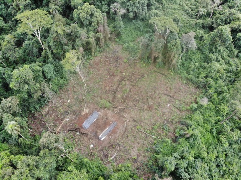 Marihuaneros siguen depredando el Parque Nacional de Caazapá Marihuaneros siguen depredando el Parque Nacional de Caazapá