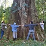 “Colosos de la Tierra” logra cifra récord con 559 árboles inscriptos