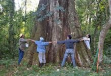 “Colosos de la Tierra” logra cifra récord con 559 árboles inscriptos