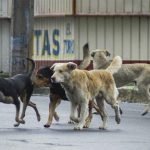 Animaleros piden que funcione la Dirección de Defensa Animal