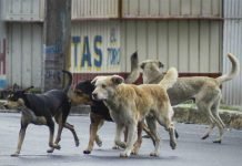 Animaleros piden que funcione la Dirección de Defensa Animal