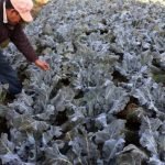 Heladas afectan a cultivos y podrían persistir hasta agosto