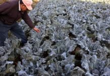 Heladas afectan a cultivos y podrían persistir hasta agosto