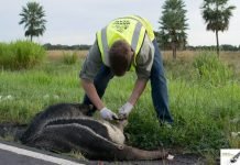 Buscan reducir la muerte de animales en carretera para conservar la fauna