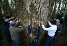 Declaran de interés nacional el concurso “Colosos de la Tierra”
