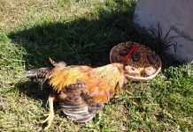 Encarnación: Hallan «macumba» en un sector de la costanera