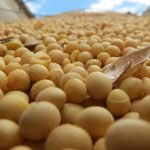 Sector sojero registra los ingresos más bajos desde 2012