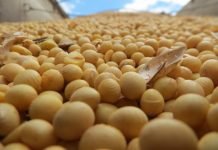 Sector sojero registra los ingresos más bajos desde 2012