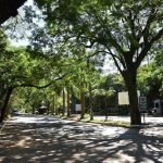 Plantarán 1.200 árboles en zona del Corredor Vial Botánico