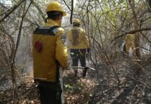 SEN interviene nuevos focos de incendios en el Chaco