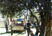 La campaña #ParaguayPlanta de A Todo Pulmón suma voluntarios en el Guairá