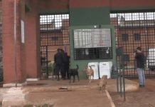 Incautan drogas y celulares en el penal de Itapúa