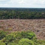 Deforestación en la Amazonía brasileña saltó un 222 % en agosto
