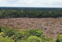 Deforestación en la Amazonía brasileña saltó un 222 % en agosto