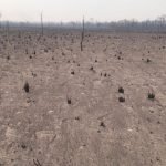 Incendios fueron “catastróficos” para el sector ganadero