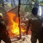 Paraguay y Argentina eliminaron 493 Toneladas de Marihuana en 10 días