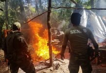 Paraguay y Argentina eliminaron 493 Toneladas de Marihuana en 10 días