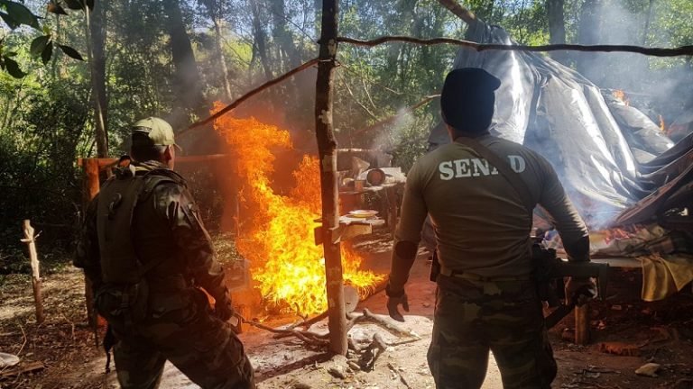Paraguay y Argentina eliminaron 493 Toneladas de Marihuana en 10 días