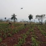 Acción conjunta entre Paraguay y Brasil contra el narcotráfico en Amambay