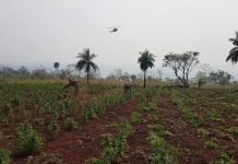 Acción conjunta entre Paraguay y Brasil contra el narcotráfico en Amambay