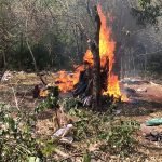 Nueva Alianza anuló más de 477 Toneladas de Marihuana