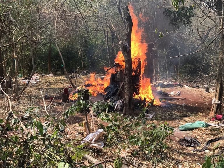 Nueva Alianza anuló más de 477 Toneladas de Marihuana