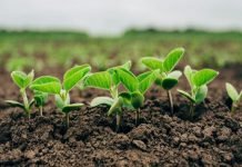 Paraguay sigue en la vanguardia en implementación de biotecnología