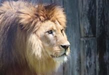 León casi arranca el brazo a su cuidador en un zoológico de Pakistán