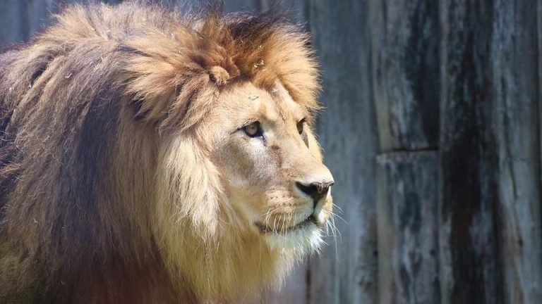 León casi arranca el brazo a su cuidador en un zoológico de Pakistán