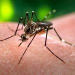 Registran más de 5.500 pedidos de reposos por dengue sólo en enero